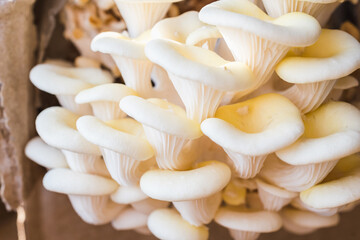 White oyster mushrooms close up shot