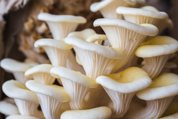 White oyster mushrooms close up shot
