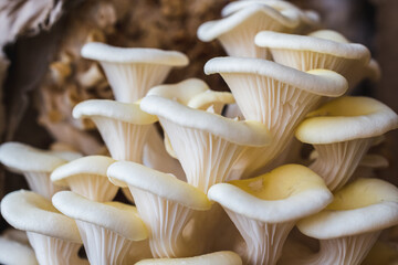 White oyster mushrooms close up shot