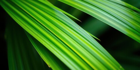 Close up of a vibrant green palm leaf with intricate natural texture, perfect for tropical backgrounds or designs, tropical, background