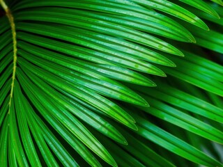 Obraz premium Close up of a vibrant green palm leaf showcasing its natural texture and tropical beauty, detail, green