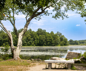 bench in the park with ponds and walkways 