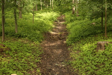 Dry creek stream in the green forest