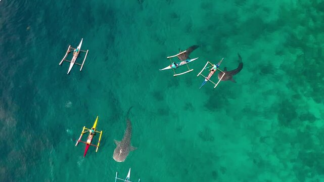 Aerial drone view fishermen feeding krill to giant whale sharks Rhincodon typus from boats in sea. Philippines, Oslob. These sharks have no teeth and are filter feeders. High quality 4k footage