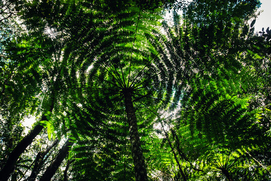Grand and robust underneath view of a large green plantation of typical American tree ferns (Samambaia&ccedil;u - Xaxim) on a sunny day, ideal for designs and backgrounds