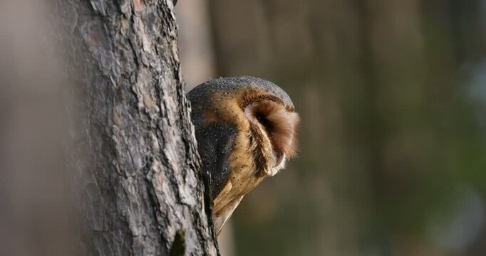 Owl call. Barn owl, Tyto alba, peaks out from behind pine tree and hooting. Portrait of beautiful owl with heart-shaped face. Evening in wild nature. Wildlife. Hunting bird in autumn forest.