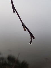 water drops on a tree in the fog
