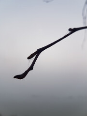 water drops on a tree in the fog
