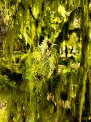 Closeup of Old Man's Beard lichen or Usnea Barbata hanging from the trees in North Vancouver park, BC, Canada