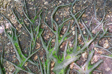 Tree roots winding in different directions on the earth's surface. Interesting forms of nature