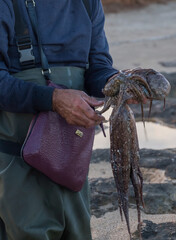 Frisch gefangener Octopus (Octopus cyanea), Apulien