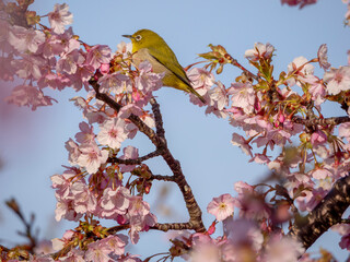 カワヅザクラでくつろぐメジロ