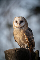 A barn owl on a tree on a cool autumn day