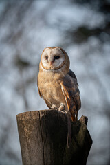 A barn owl on a tree on a cool autumn day
