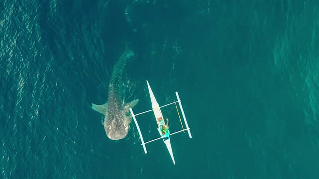 Aerial drone view fishermen feeding krill to giant whale sharks Rhincodon typus from boats in sea. Philippines, Oslob. These sharks have no teeth and are filter feeders. High quality 4k footage