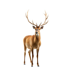 Fototapeta premium Majestic Antlered Silhouette A Regal Deer Stands Proud Against Transparency, Embodying Natures Grace and Strength.