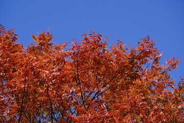 The red leaves under the blue sky in early winter are fiery red