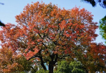 The red leaves under the blue sky in early winter are fiery red