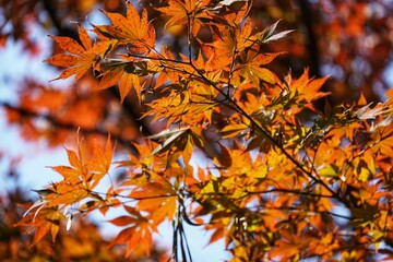 Red maple in the park in early winter