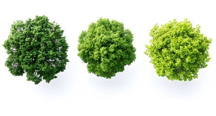 Three Lush Green Trees Viewed From Above