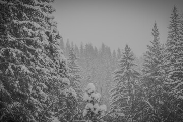 a beautiful landscape photo of a forest in a snow storm.