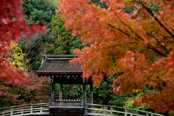 Fototapeta premium 紅葉の庭園