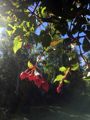 Hanging fuchsia with flower buds against blue sky