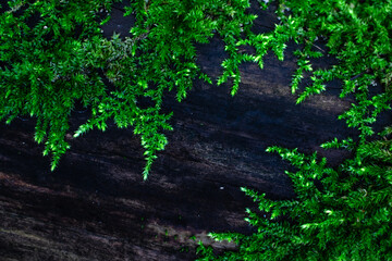 moss growing on the tree trunk
