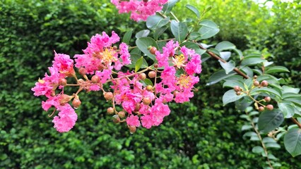 Close-Up of Pink Crape Myrtle Flowers (Lagerstroemia Indica) with Morning Dew, Perfect as a...