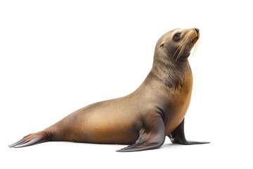 sea lion isolated on white background.