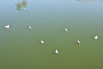 湖に浮かぶ鳥たち
