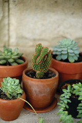 Various mini cactus and succulent plants in brown pots