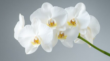 Elegant white orchids bloom gracefully against a soft gray background, AI