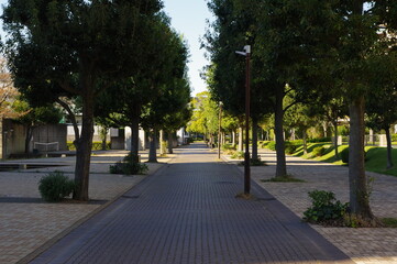 歩道と樹木の風景写真