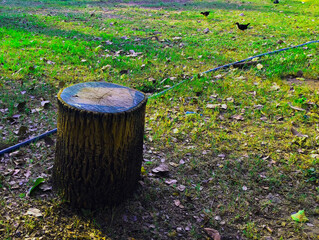 A wooden tree stump on a grassy field with scattered leaves and a few small birds in the background under natural light.