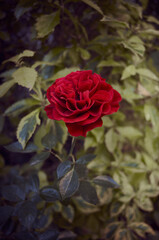 Rosas rojas, fotos de rosas, rosas en el jardín.