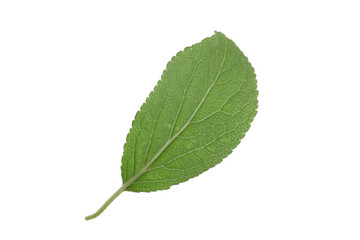 Obraz premium One green plum leaf isolated on white