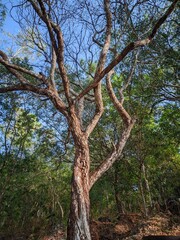 The trunk of the acacia tree with a unique shape. 
