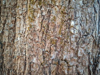 Close up photos of bark surfaces for background and other purposes.
