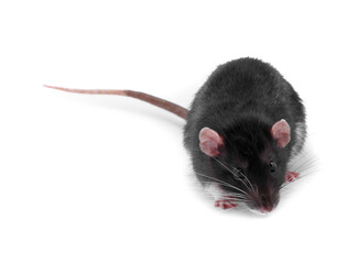 One rat on white background. Cute rodent