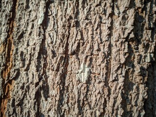 Close up photos of bark surfaces for background and other purposes.