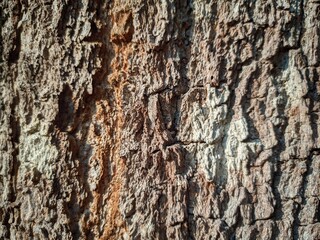 Close up photos of bark surfaces for background and other purposes.