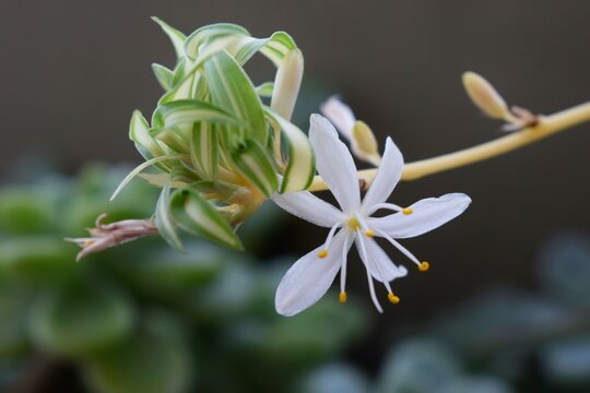 flor