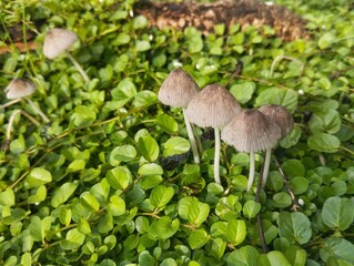 Parasola plicatilis mushroom growing well on the grass in the yard