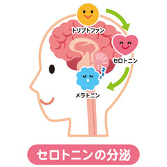 セロトニンの分泌　脳　健康