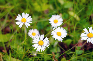 A bunch of white daisies are in a field of green grass