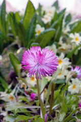 Obraz premium A pink flower with a white center is the main focus of the image