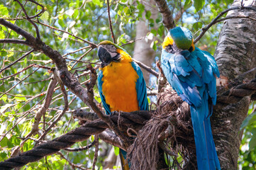 Two parrots are perched on a tree branch