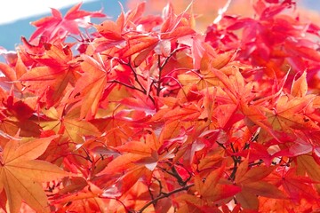 美しく染まった紅葉