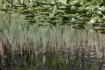 Green reeds and waterlily plants growing in a summer pond background